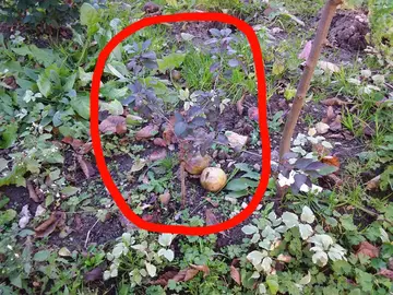 donne arbre prunus(arbre rouge )