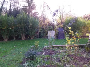 donne arbre prunus (arbre rouge)