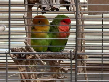 grande cage à oiseaux avec un couple d’inséparables