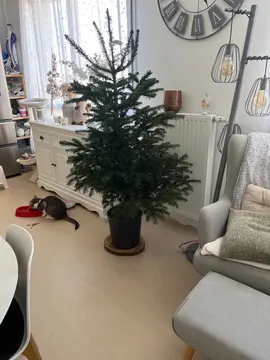 sapin en pot avec racine