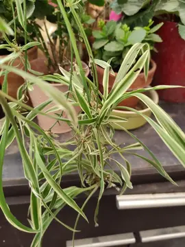 boutures de plantes araignée