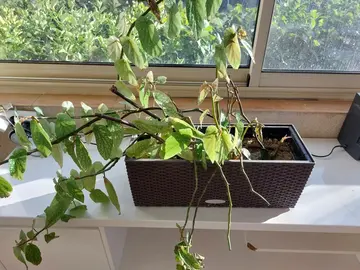 Plante et son pot rectangle