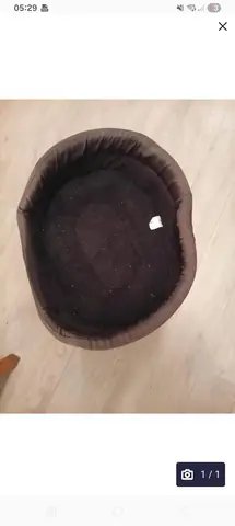 pour mètre le chien pour qui dore