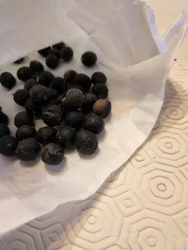 graines de laurier sauce pour semis