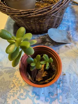 bouture succulente, arbre de jade et une autre