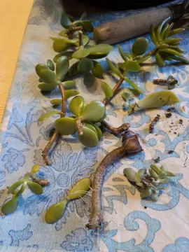 boutures à faire de succulentes