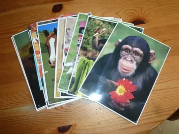 Cartes postales singes, chevaux et couchers de soleil