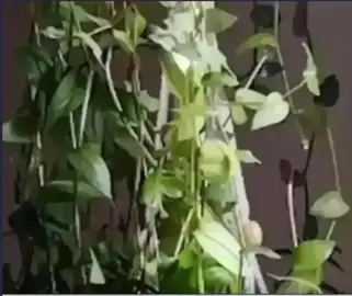 boutures de plante misere Tradescantia