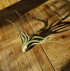 Plante Tillandsia caput-medusae