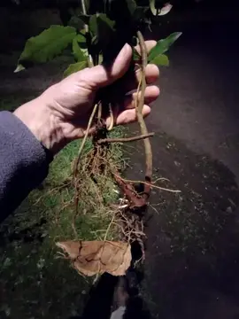 Jeunes plants de laurier sauce