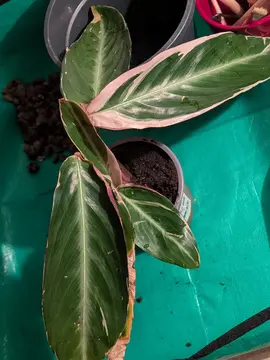 Plante Calathea triostar