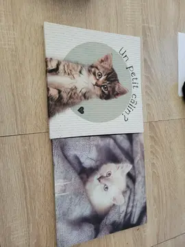 deux toiles photos chatons