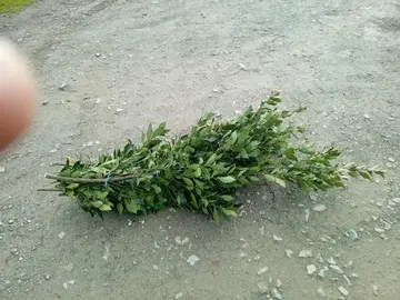 laurier sauce ou noble