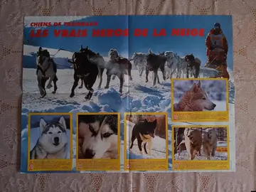 poster HUSKY