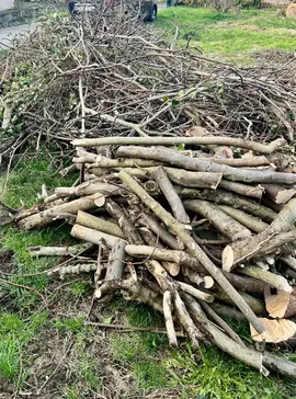 bois de figuier pour chauffage