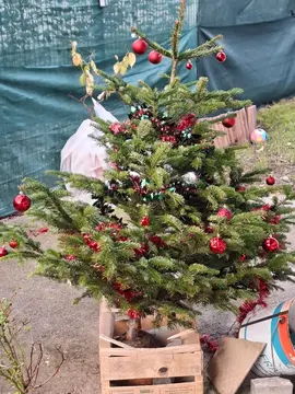 don sapin pour animaux