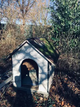 donne niche grand chien