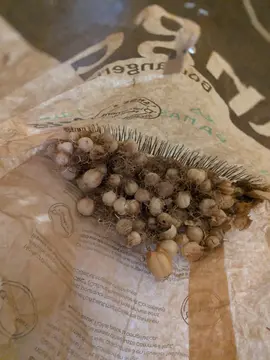 nigelle de Damas, graines à semer