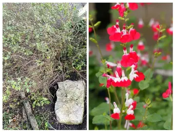 Donne pied de sauge à venir déterrer