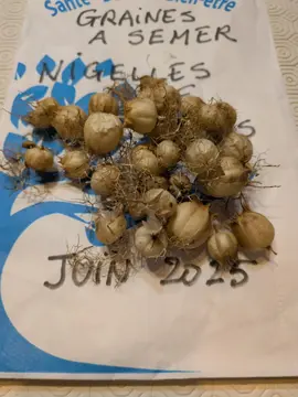graines de fleurs : nigelles de Damas pour D D