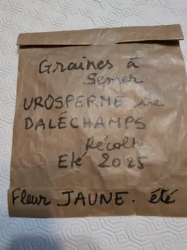 graines à semer. urosperme de dalechamps. fleurs jaunes