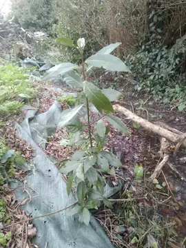 Pieds de laurier sauce