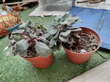 2 plantes à sauver