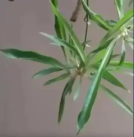 bouture de plante araignée