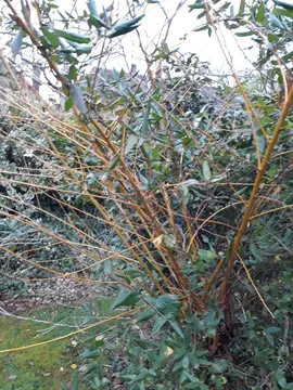 OSIER à tailler sur place