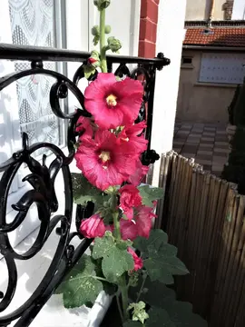 GRAINES ROSES TREMIERES ROUGES