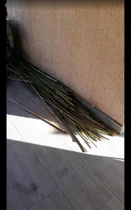 bambou idéal pour tuteurs