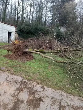 magnolia blanc feuille caduc