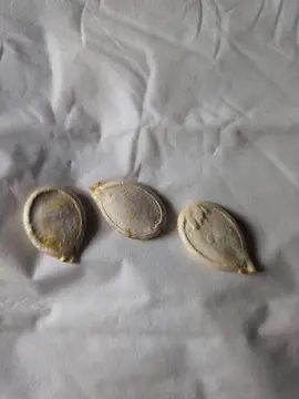 10 graines de potiron Bleu de Hongrie