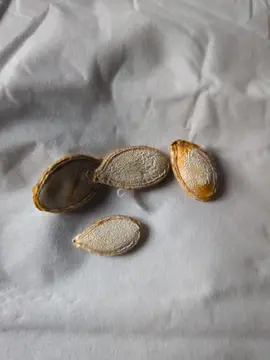 10 graines de courge shiatsu