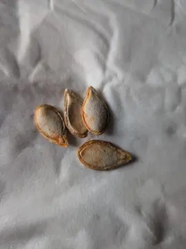 10 graines de butternut