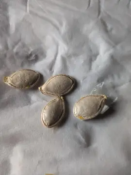 10 graines de courge spaghetti