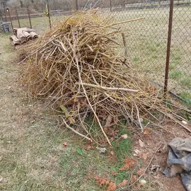 petit bois apres elagage