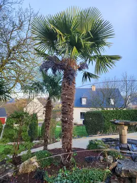 Donne petits palmiers