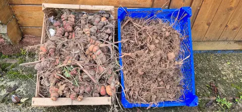 Oignons de Monbrétia orange