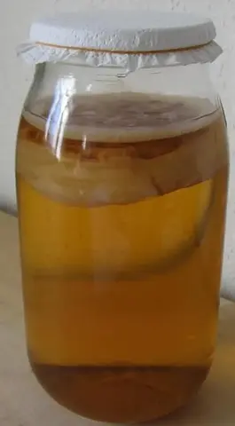 Mère de Kombucha