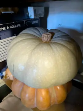 10 graines potiron bleu de Hongrie