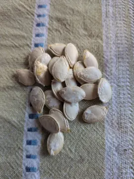 10 graines de courge spaghetti