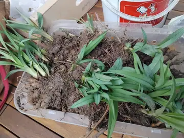 hémérocalle oranges