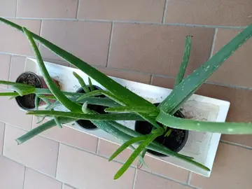 Aloe Vera