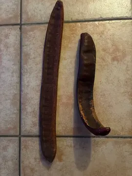 cosses de flamboyant