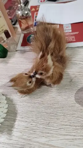 Lot couple écureuil