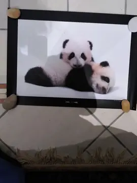 poster pandas