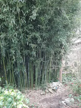 Bambous pour tuteurs ou palissade.