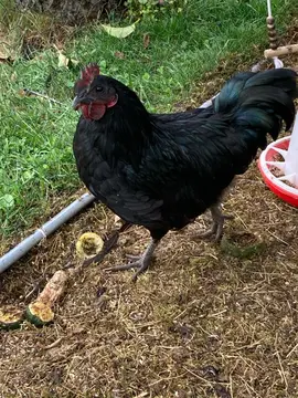 coq