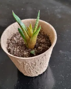 Haworthia 1